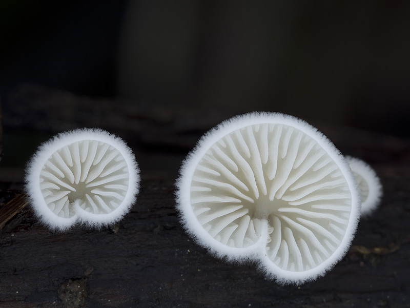 Crepidotus cesatii